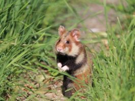 Charismatischer Ackerbewohner: Damit der Feldhamster bei Delitzsch auf Dauer wieder heimisch wird, schlossen das S&auml;chsische Landesamt f&uuml;r Umwelt, Landwirtschaft und Geologie und die EU eine F&ouml;rdervereinbarung ab. Foto: LfULG/Archiv Naturschutz/Frank Berger