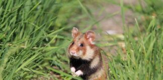 Charismatischer Ackerbewohner: Damit der Feldhamster bei Delitzsch auf Dauer wieder heimisch wird, schlossen das Sächsische Landesamt für Umwelt, Landwirtschaft und Geologie und die EU eine Fördervereinbarung ab. Foto: LfULG/Archiv Naturschutz/Frank Berger