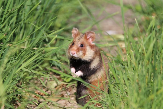 IMG_4927 Charismatischer Ackerbewohner: Damit der Feldhamster bei Delitzsch auf Dauer wieder heimisch wird, schlossen das Sächsische Landesamt für Umwelt, Landwirtschaft und Geologie und die EU eine Fördervereinbarung ab. Foto: LfULG/Archiv Naturschutz/Frank Berger