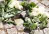 Der erste Stolperstein in Brandis wurde in Gedenken an Ilse Gutowski verlegt. Foto: Stadt Brandis