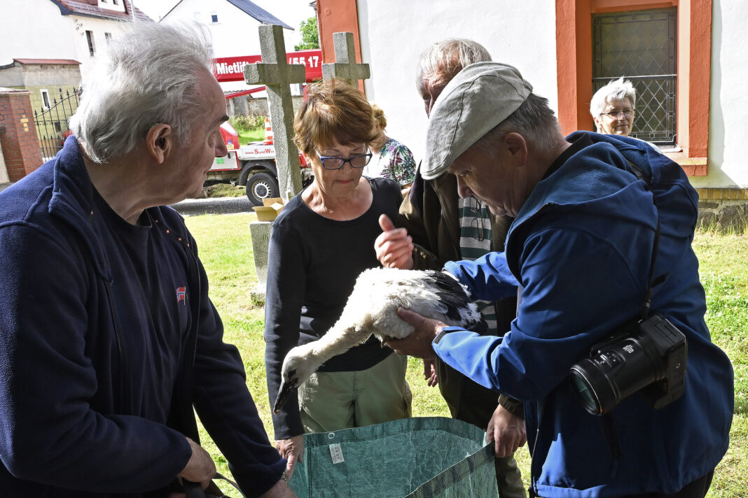 Alle Jahre wieder: Otterwischer beringen ihre Störche. Foto: Thomas Kube Storchen-Regionalbetreuer Uwe Seidel bei der öffentlichen Beringung der drei Storchenkinder im Garten der Otterwischer Kirche. Foto: Thomas Kube
