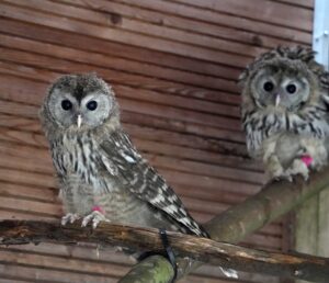 Werden in den österreichischen Wäldern ausgewildert: Die beiden Habichtskauz-Küken aus dem Leipziger Zoo. Foto: Zoo Leipzig