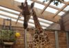 Ein Herz und eine Seele: Giraffen-Mutter Tamika mit dem Nachwuchs. Foto: Zoo Leipzig