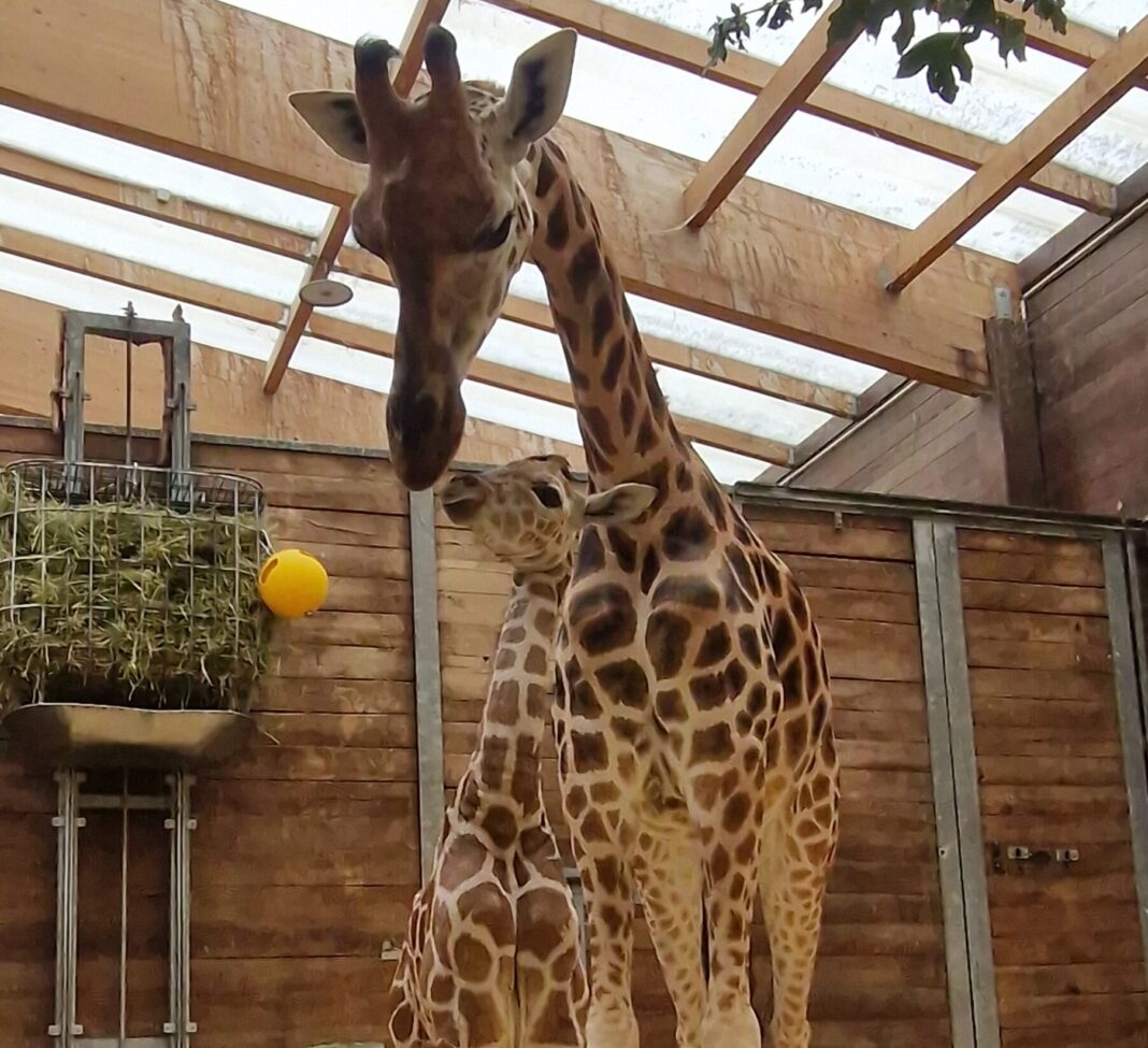 Ein Herz und eine Seele: Giraffen-Mutter Tamika mit dem Nachwuchs. Foto: Zoo Leipzig