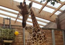 Ein Herz und eine Seele: Giraffen-Mutter Tamika mit dem Nachwuchs. Foto: Zoo Leipzig