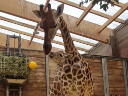 Ein Herz und eine Seele: Giraffen-Mutter Tamika mit dem Nachwuchs. Foto: Zoo Leipzig