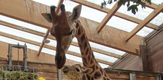 Ein Herz und eine Seele: Giraffen-Mutter Tamika mit dem Nachwuchs. Foto: Zoo Leipzig