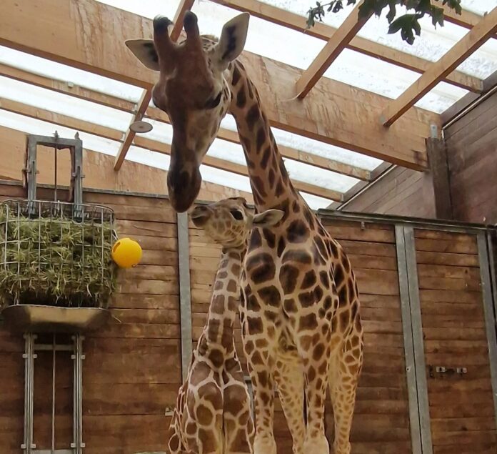 22_Tamika_mit_ihrer_Tochter___Zoo_Leipzig Ein Herz und eine Seele: Giraffen-Mutter Tamika mit dem Nachwuchs. Foto: Zoo Leipzig