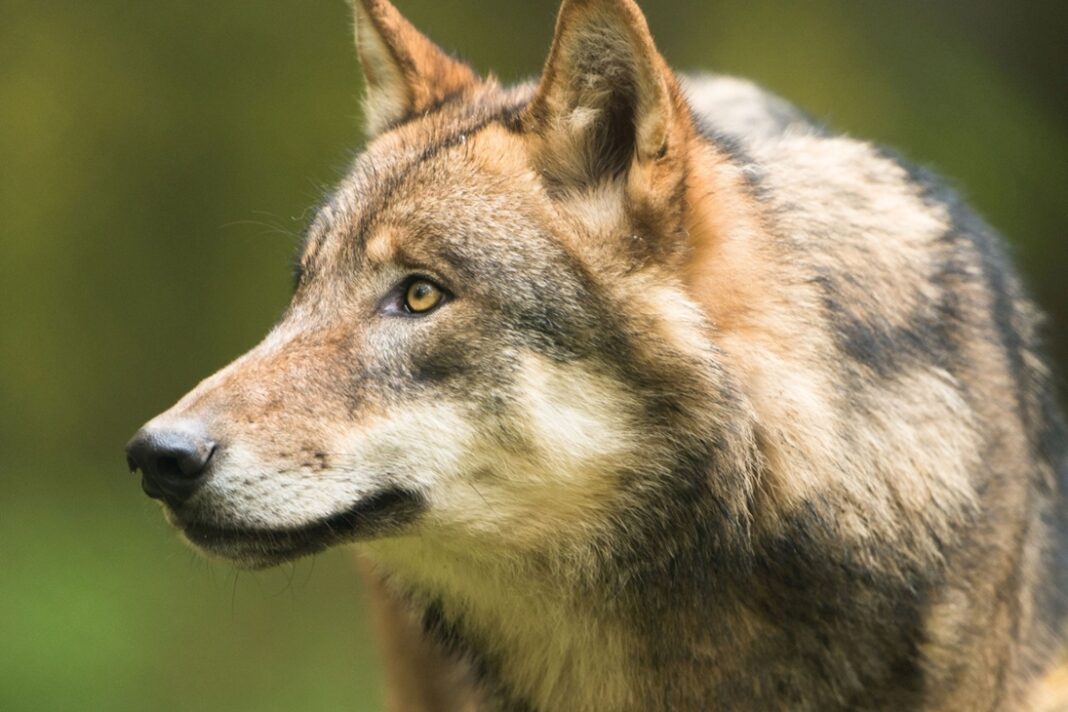 Eine vorläufige Auswertung kommt auf 35 Wolfsrudel in Sachsen. Foto: LfULG, F. Richter