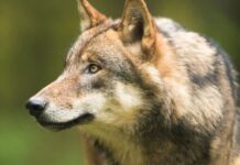 Eine vorläufige Auswertung kommt auf 35 Wolfsrudel in Sachsen. Foto: LfULG, F. Richter