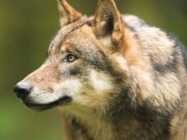 Eine vorl&auml;ufige Auswertung kommt auf 35 Wolfsrudel in Sachsen. Foto: LfULG, F. Richter