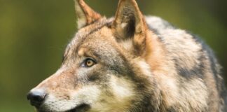 Eine vorläufige Auswertung kommt auf 35 Wolfsrudel in Sachsen. Foto: LfULG, F. Richter
