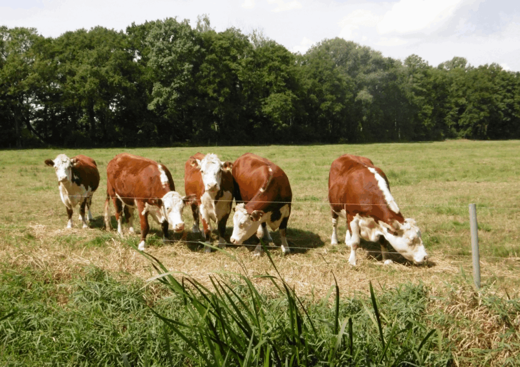 Weidetiere, beispielsweise Kühe, sollen dauerhaft einer Verbuschung entgegenwirken und Offenlandschaften bewahren. Foto: Angela Richter