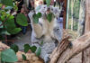 Leipziger Zoo hofft auf Koala-Nachwuchs Im Leipziger Zoo hofft mna auf Koala-Nachwuchs. Foto: Zoo Leipzig