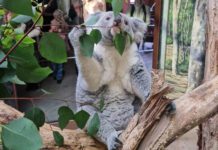 Im Leipziger Zoo hofft mna auf Koala-Nachwuchs. Foto: Zoo Leipzig