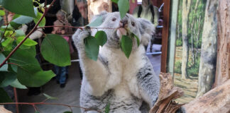 Im Leipziger Zoo hofft mna auf Koala-Nachwuchs. Foto: Zoo Leipzig