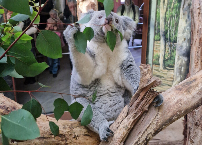 34_Koala_Erlinga_mit_gef__lltem_Beutel_Zoo_Leipzig Im Leipziger Zoo hofft mna auf Koala-Nachwuchs. Foto: Zoo Leipzig