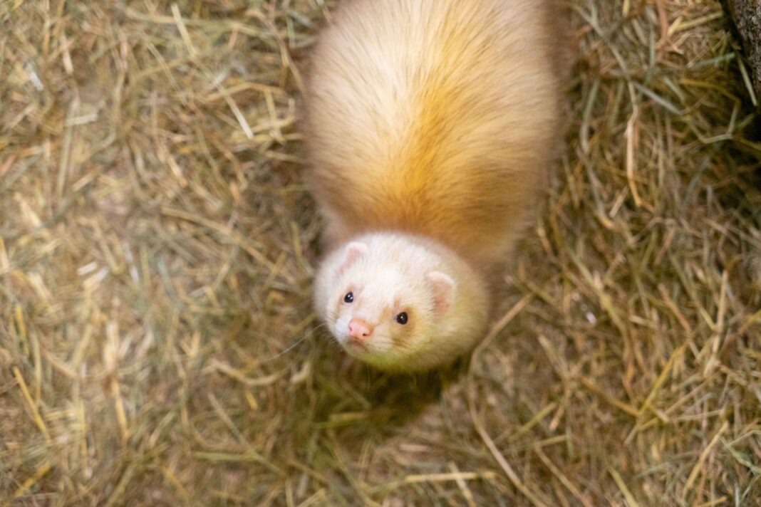 Auch die Frettchen fühlen sich im Inselzoo pudelwohl Foto: Stadtverwaltung Altenburg