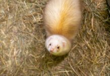 Inselzoo erreicht im Tierpark-Ranking Spitzenplatz Auch die Frettchen fühlen sich im Inselzoo pudelwohl Foto: Stadtverwaltung Altenburg