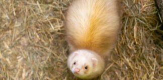 Auch die Frettchen fühlen sich im Inselzoo pudelwohl Foto: Stadtverwaltung Altenburg