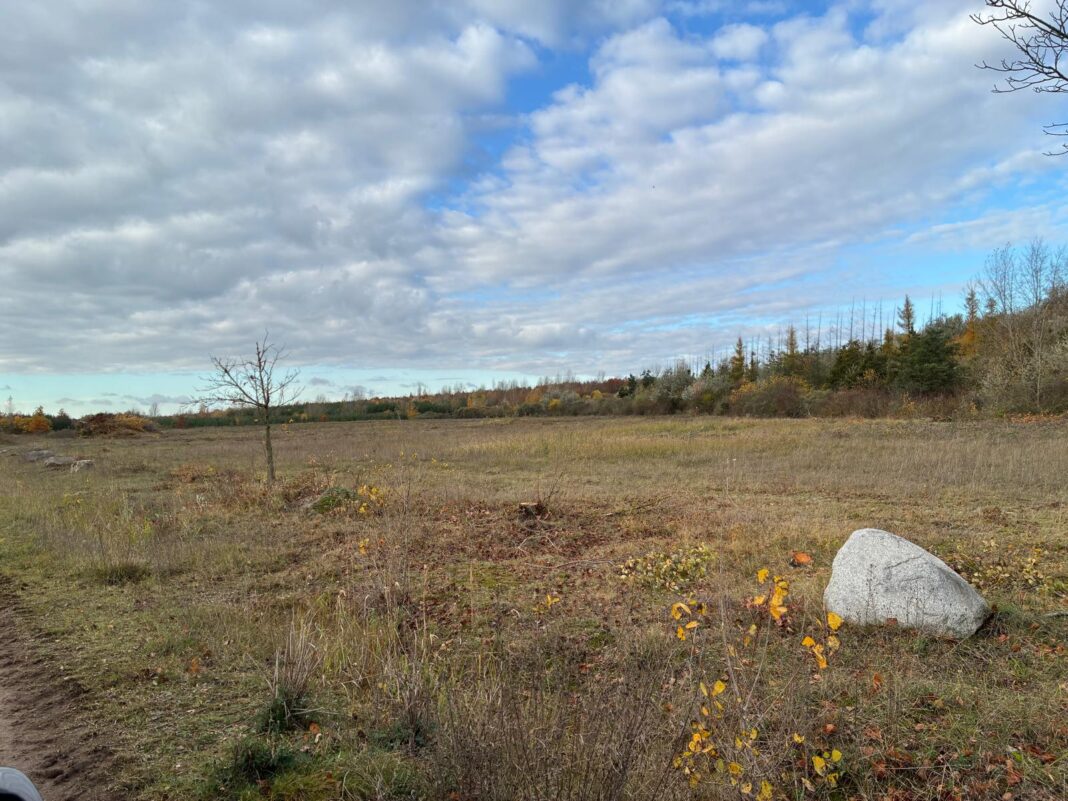 Bild2 Komplett von Sanddorn und Ölweide beräumte Fläche. Foto: Valentin Fromm, LPV NWS