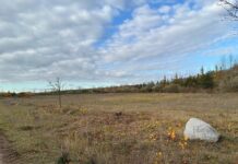 Komplett von Sanddorn und Ölweide beräumte Fläche. Foto: Valentin Fromm, LPV NWS