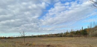 Komplett von Sanddorn und &Ouml;lweide ber&auml;umte Fl&auml;che. Foto: Valentin Fromm, LPV NWS