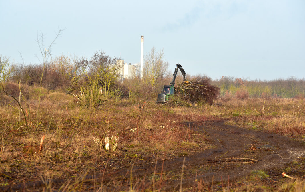 Auf einer Fl&auml;che von 40 Hektar werden im Naturschutzgebiet Werbeliner See B&auml;ume und B&uuml;sche entfernt. Das dient dem Artenschutz. Foto: Alexander Bley/Landratsamt Nordsachsen