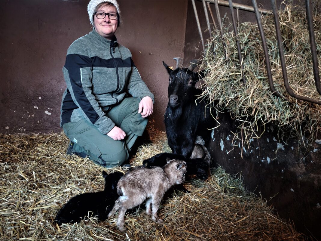 IMG_20260107_155547 Tierpflegerin Verena Fritsche war bei der Geburt der Ziegen-Vierlinge dabei. Foto: PM