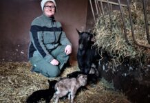 Tierpflegerin Verena Fritsche war bei der Geburt der Ziegen-Vierlinge dabei. Foto: PM