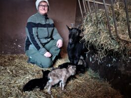 Tierpflegerin Verena Fritsche war bei der Geburt der Ziegen-Vierlinge dabei. Foto: PM