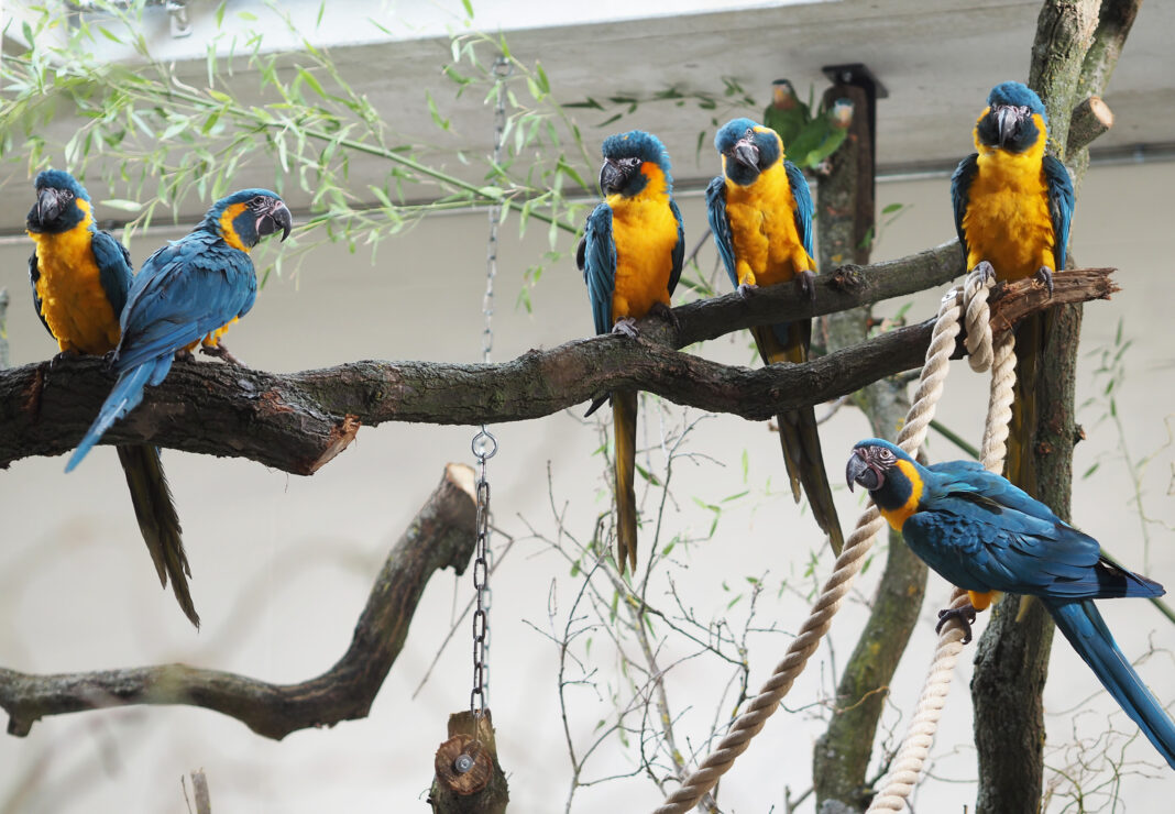 Blaukehlaras geh&ouml;ren zu den ersten Bewohnern von 