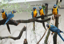 Blaukehlaras geh&ouml;ren zu den ersten Bewohnern von "Amazonien". Foto: Zoo Leipzig