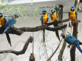 Blaukehlaras geh&ouml;ren zu den ersten Bewohnern von "Amazonien". Foto: Zoo Leipzig