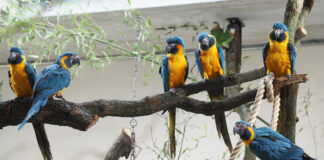 Blaukehlaras geh&ouml;ren zu den ersten Bewohnern von "Amazonien". Foto: Zoo Leipzig