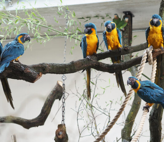 Blaukehlaras geh&ouml;ren zu den ersten Bewohnern von "Amazonien". Foto: Zoo Leipzig