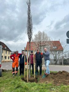In der Dorfmitte steht dank des Bürgervereins Zschölkau nun eine 5 Meter hohe Mooreiche. Foto: Bürgerverein Zschölkau