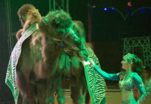 Eine orientalische Kamel-Show erwartet die G&auml;ste beim Circus Arena in Wurzen. Foto: Friedr. Klawiter