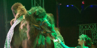 Eine orientalische Kamel-Show erwartet die G&auml;ste beim Circus Arena in Wurzen. Foto: Friedr. Klawiter