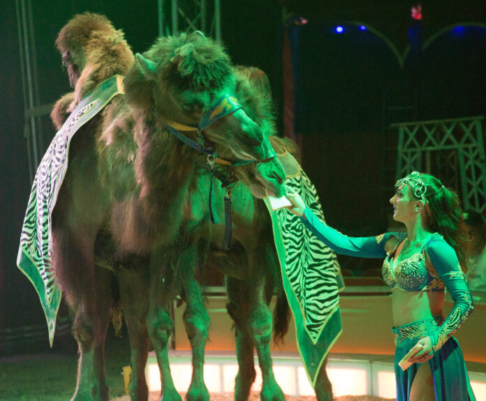 Eine orientalische Kamel-Show erwartet die G&auml;ste beim Circus Arena in Wurzen. Foto: Friedr. Klawiter