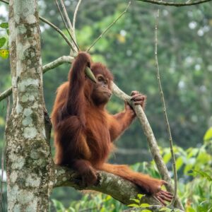 Orang-Utan Brenda in der Auffangstation auf Sumatra