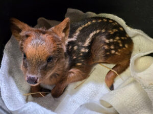 Das weibliche S&uuml;dpudujunge im Zoo Leipzig. Foto: Zoo Leipzig