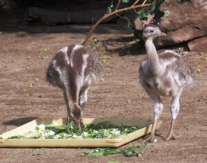 Die Darwinnanduk&uuml;ken auf der Patagonienanlage von S&uuml;damerika. Foto: Zoo Leipzig