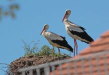 Feuerwerke im Umkreis von einem Kilometer von besetzten Storchennestern sind verboten. Foto: Sven M&ouml;hring