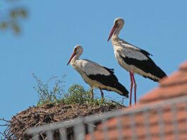 Feuerwerke im Umkreis von einem Kilometer von besetzten Storchennestern sind verboten. Foto: Sven M&ouml;hring