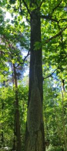 Stark vom Eichenprozessionsspinner befallene Eiche: Die großen Raupennester setzen Millionen Brennhaare frei, die Haut und Atemwege reizen – Waldbesucher sollten unbedingt Abstand halten und Warnhinweise beachten. Foto: Forstbezrik Taura