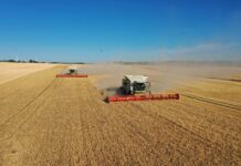 Frühstart in die Ernte: Extremhitze schadet Weizen und Raps im Altenburger Land Die große Junihitze hat jedoch zu einer früheren Abreife erster Gerstebestände geführt. Auch im Altenburger Land machte die extreme Hitze den Pflanzen zu schaffen. Foto: Christian Müller