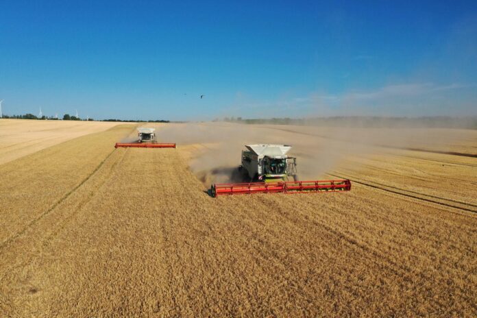 Die große Junihitze hat jedoch zu einer früheren Abreife erster Gerstebestände geführt. Auch im Altenburger Land machte die extreme Hitze den Pflanzen zu schaffen. Foto: Christian Müller ristian_Mueller_Kriebitzsch_02 Die große Junihitze hat jedoch zu einer früheren Abreife erster Gerstebestände geführt. Auch im Altenburger Land machte die extreme Hitze den Pflanzen zu schaffen. Foto: Christian Müller