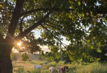 inen Workshop im Obstbaum-Sommerschnitt bietet Dieter Figura im August in K&ouml;ssern und D&ouml;ben an. Foto: Sebsastian Bachran