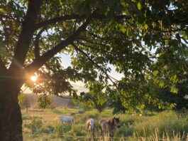 inen Workshop im Obstbaum-Sommerschnitt bietet Dieter Figura im August in K&ouml;ssern und D&ouml;ben an. Foto: Sebsastian Bachran